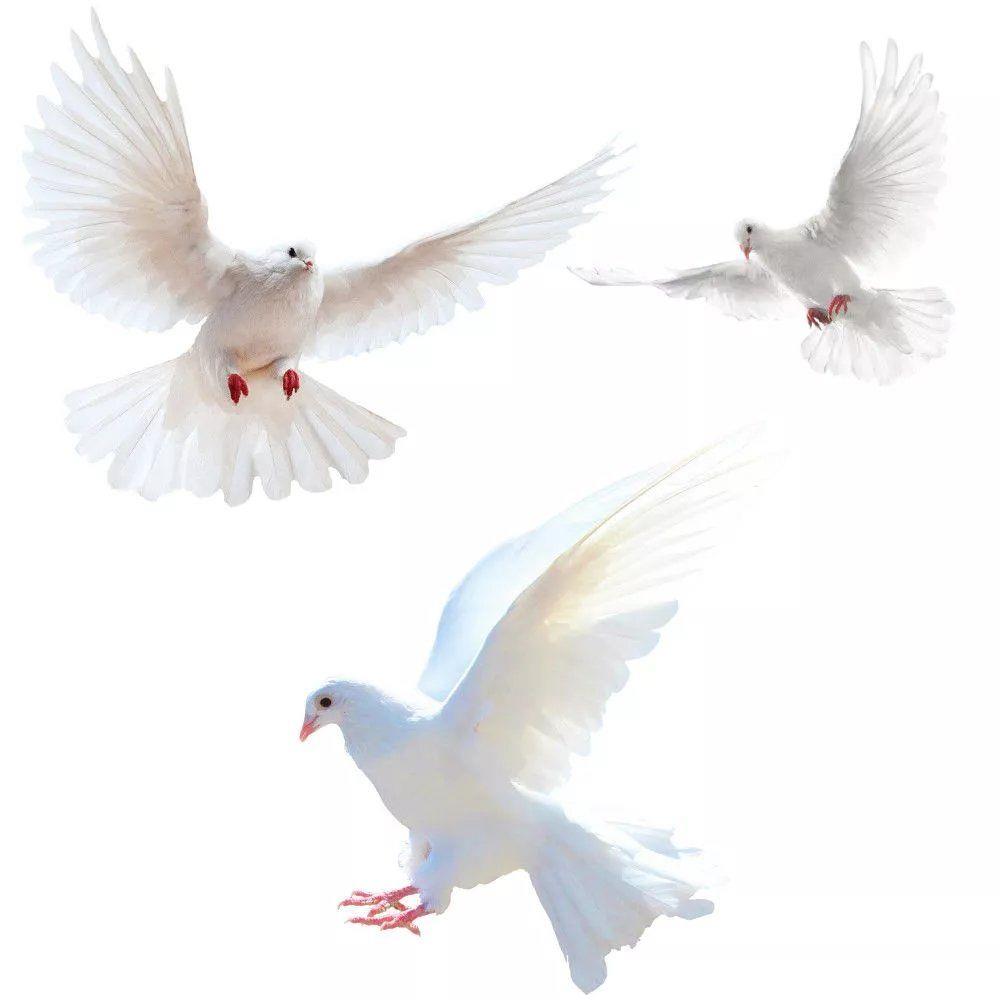 Interior Design Magazine - Peace Dove Wall Stickers for Living