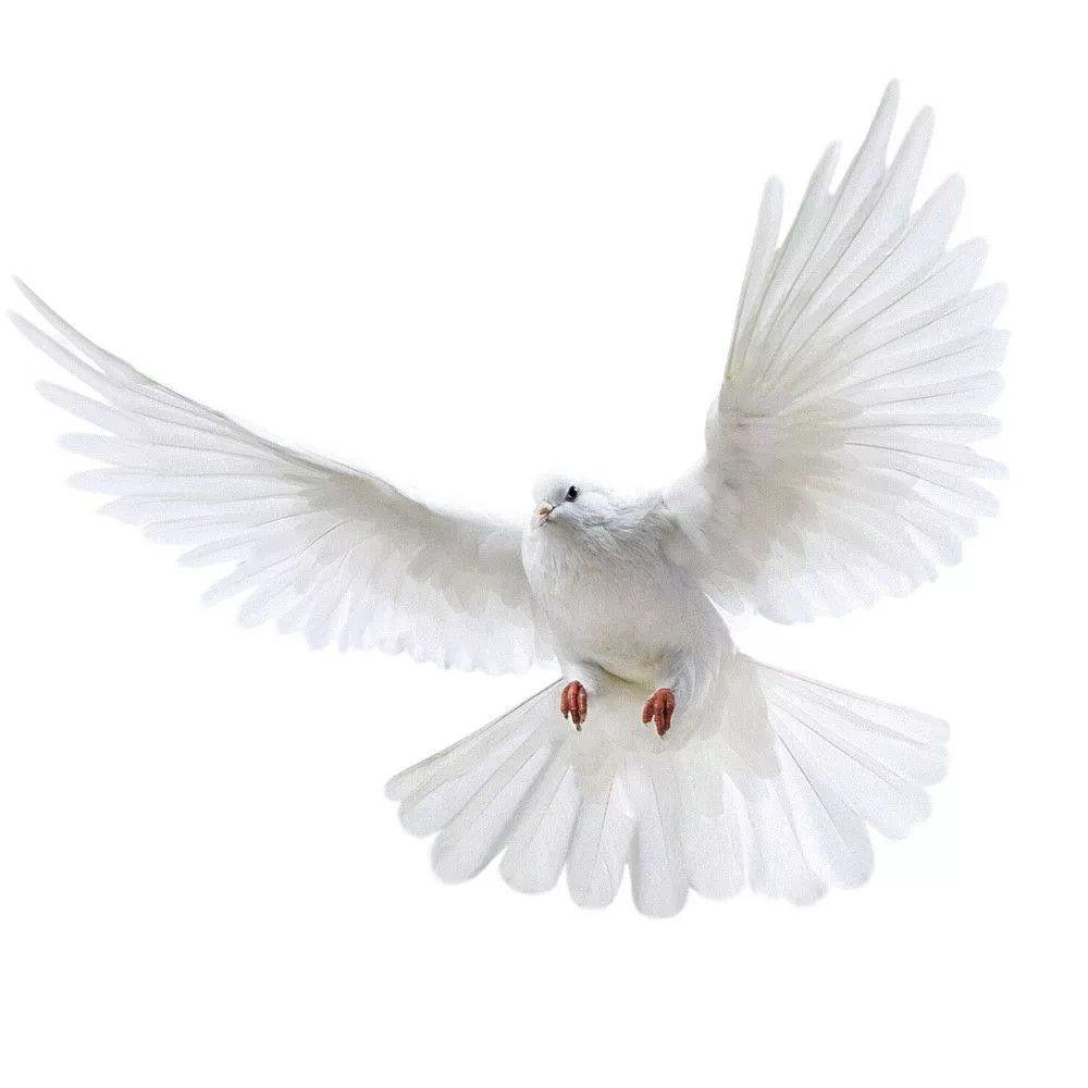 Peace Dove Wall Stickers for L - Interior Design Magazine recension och pris