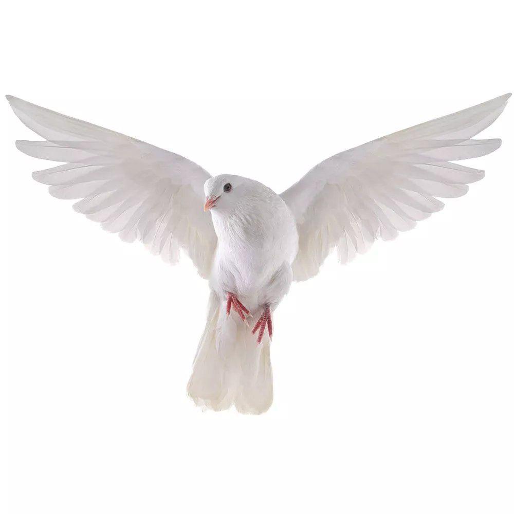 Peace Dove Wall Stickers for L - Interior Design Magazine recension och pris
